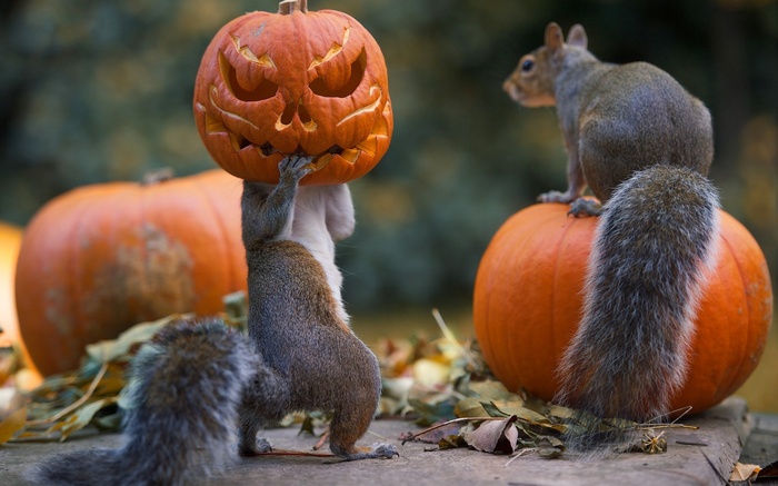 Squirrels carrying a carved Halloween pumpkin