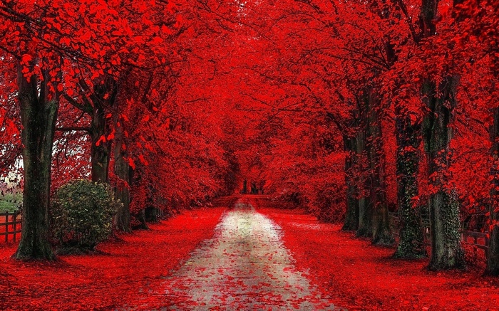 trees path fall red dirt road leaves