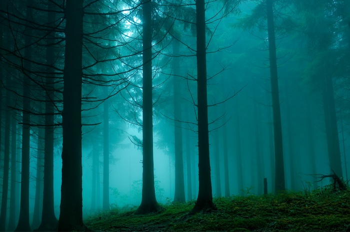 Misty forest with tall trees and green ground