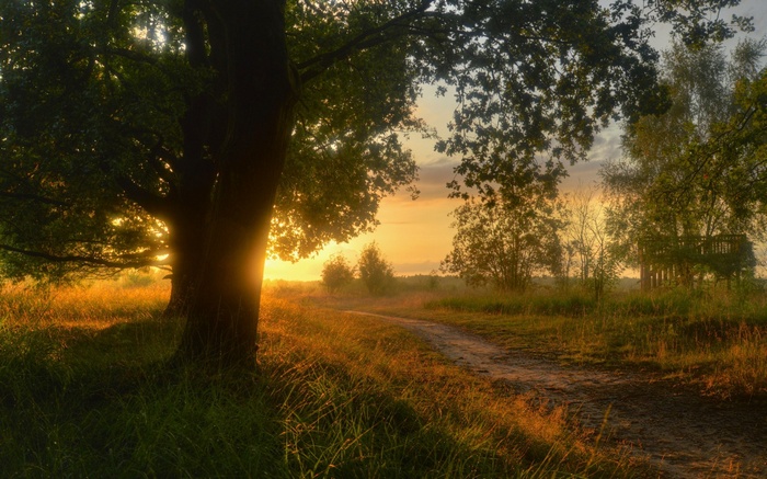 Path through a field at sunset with trees