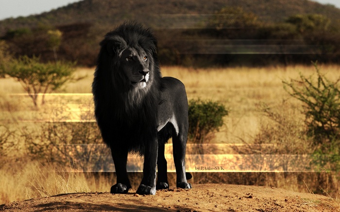 Black lion with melanism standing on a hill