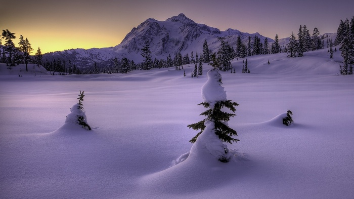 Snowy mountains at sunset with evergreen trees