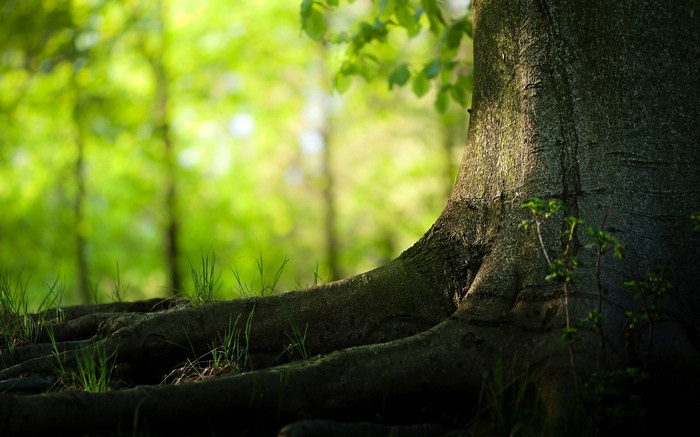Close-up of a large tree trunk and roots in a forest