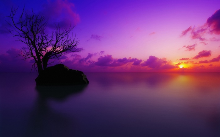 Bare tree on a rock in the sea at sunset