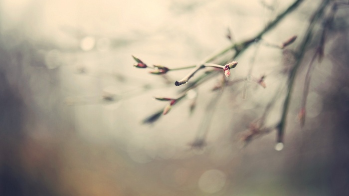 Macro shot of plant branches with water droplets