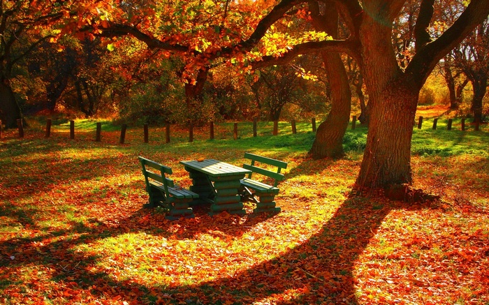 Picnic table and benches in a fall forest