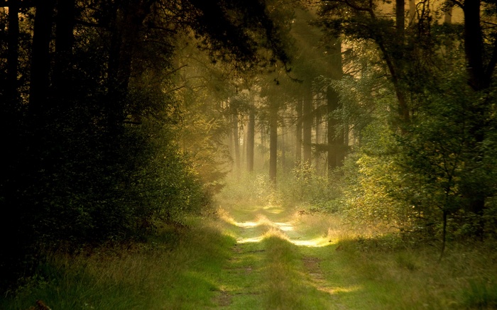 Sunlight filtering through a forest path