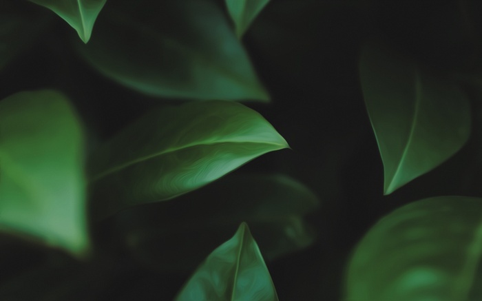 Close-up of green leaves with dark background