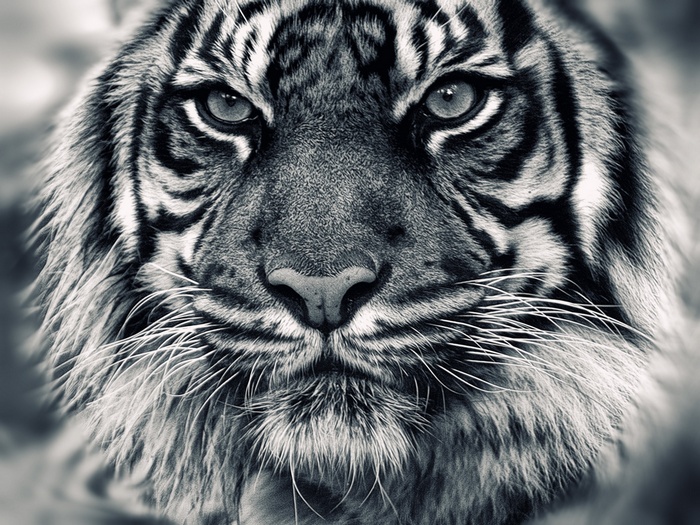 Close-up portrait of a tiger's face
