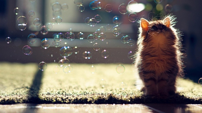 Fluffy cat looking up at bubbles in sunlight