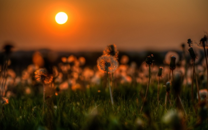 Dandelions in the sunset light