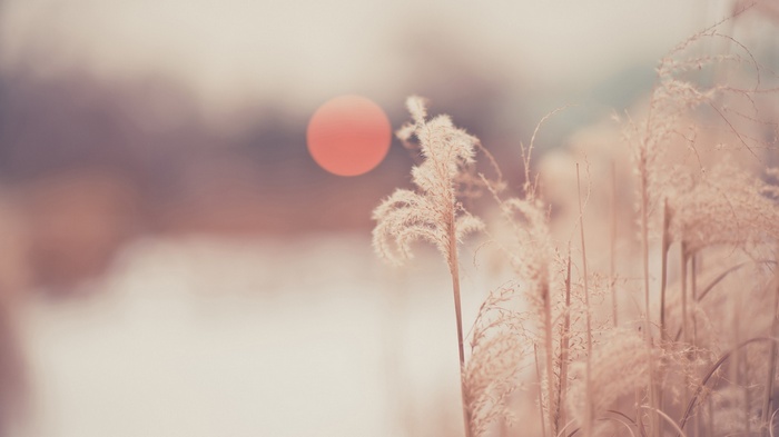 Dry reeds in soft sunlight with blurred background