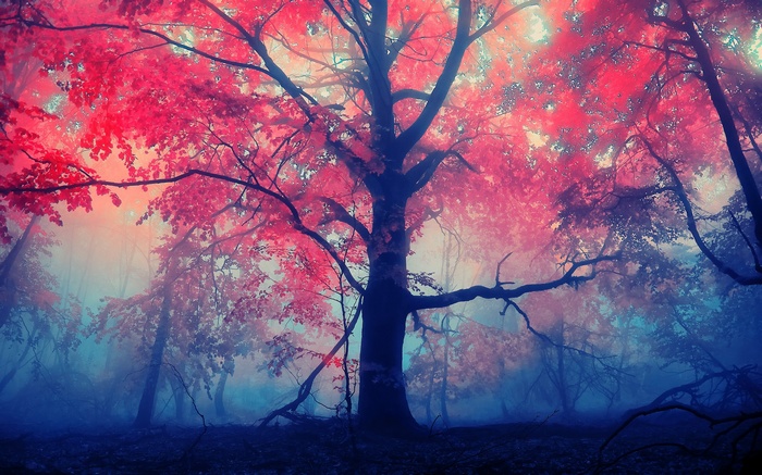 Misty forest with vibrant red leaves