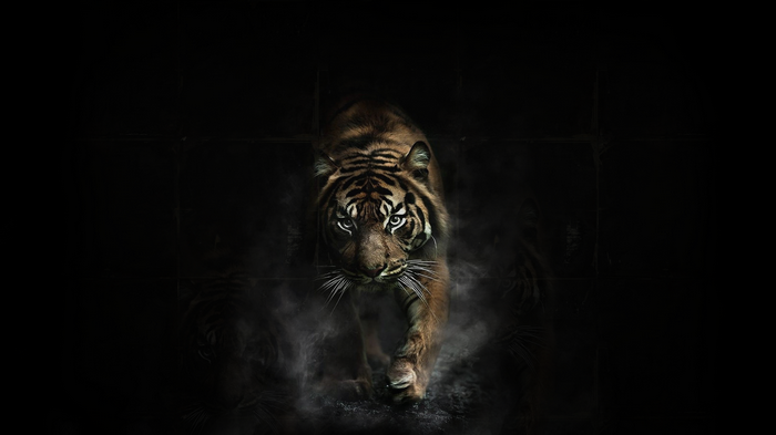 Tiger walking in the dark