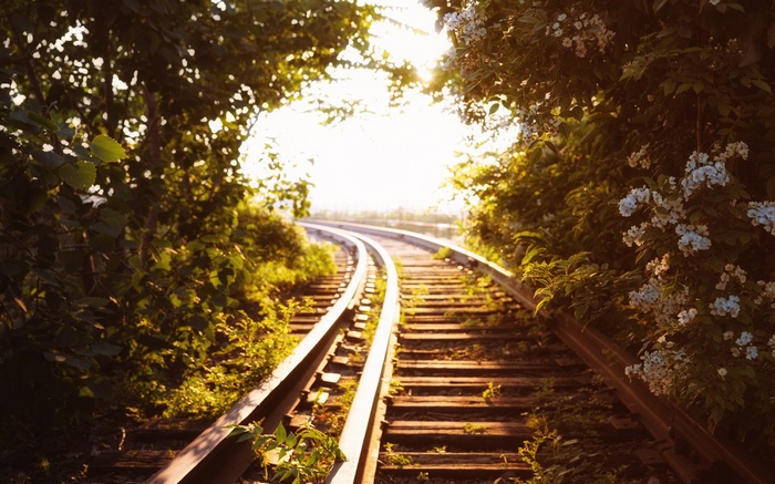 Railway tracks curving through a sunlit forest with flowers