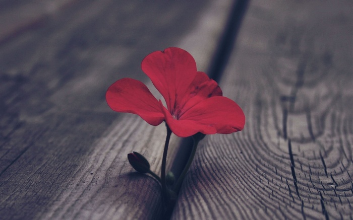 Red flower growing through a wooden surface