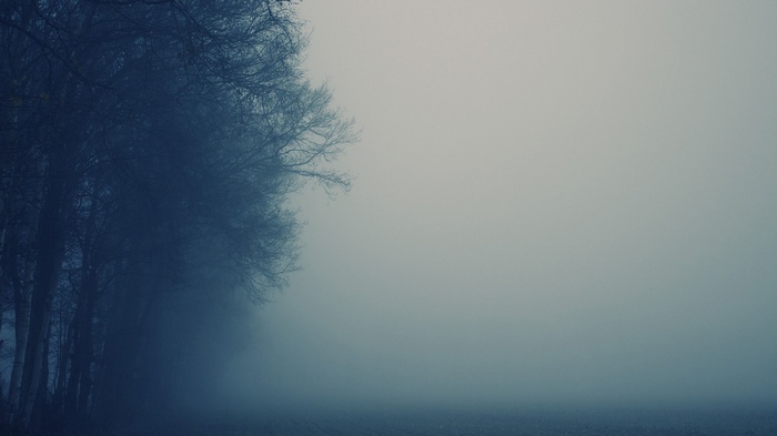 Trees in the mist