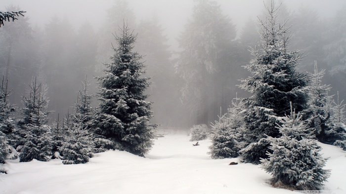 Snowy forest landscape with fir trees in fog