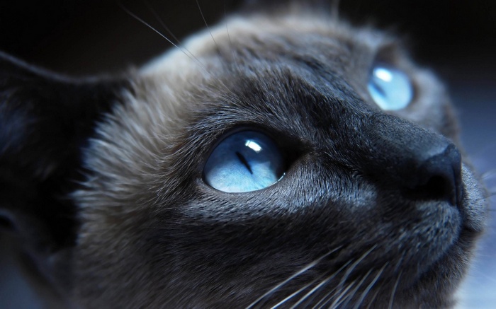 Siamese cats, eyes, cat, blue eyes, face, animals