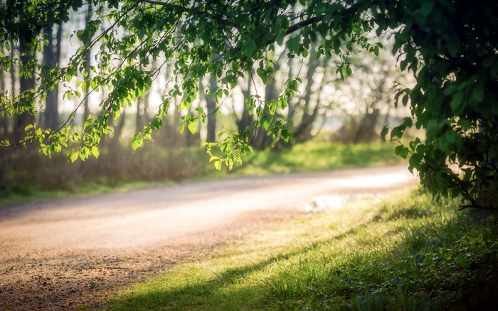 Sunlight filtering through tree branches onto a path