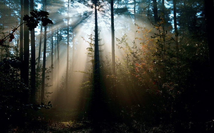Sunbeams filtering through a forest canopy