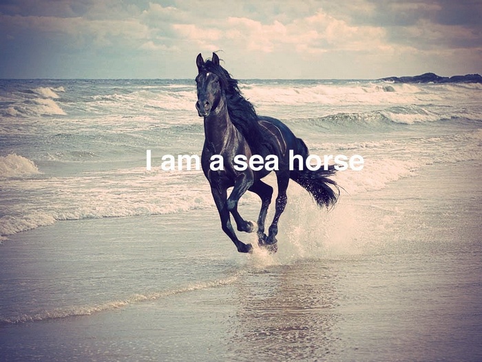 A black horse runs on the beach with the text "I am a sea horse"
