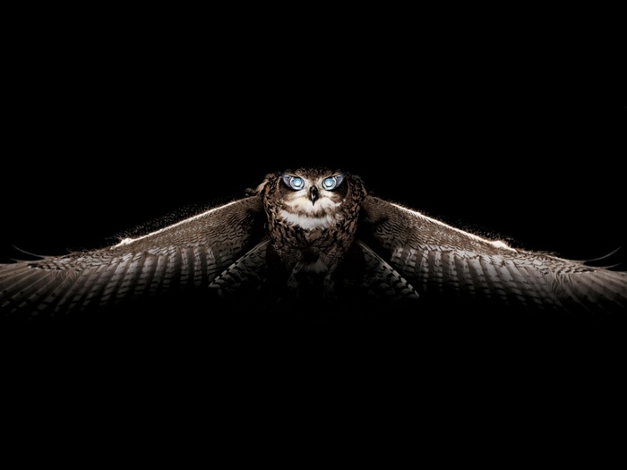 Great Horned Owl in flight against black background