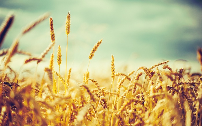 Field of golden wheat under a cloudy sky