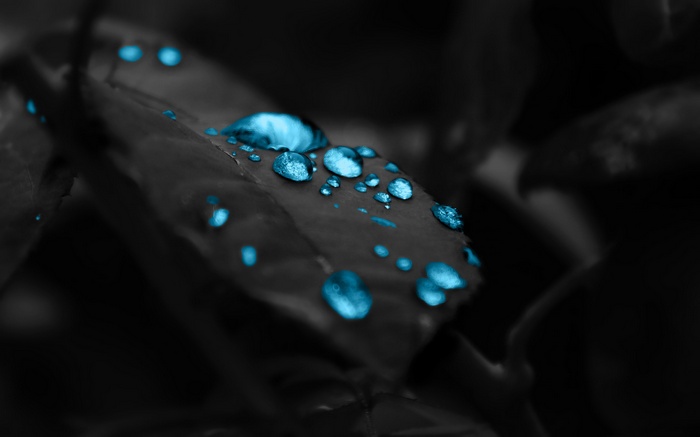 Blue water drops on a dark leaf