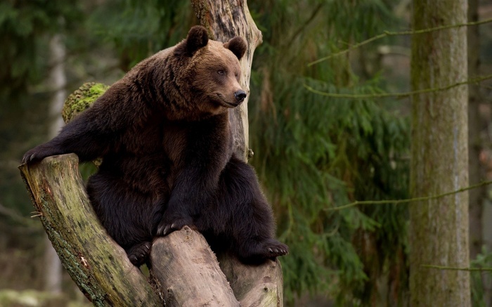 Brown bear sitting on a tree trunk in a forest