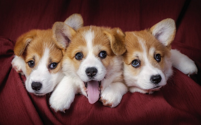 Three Pembroke Welsh Corgi puppies on a red blanket