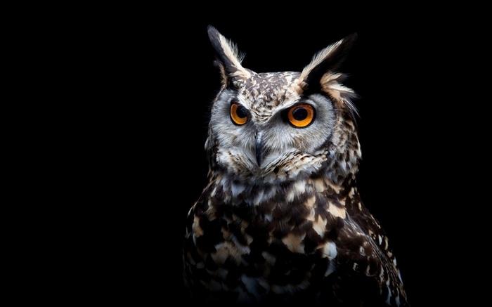 Close-up of an owl with orange eyes on a black background