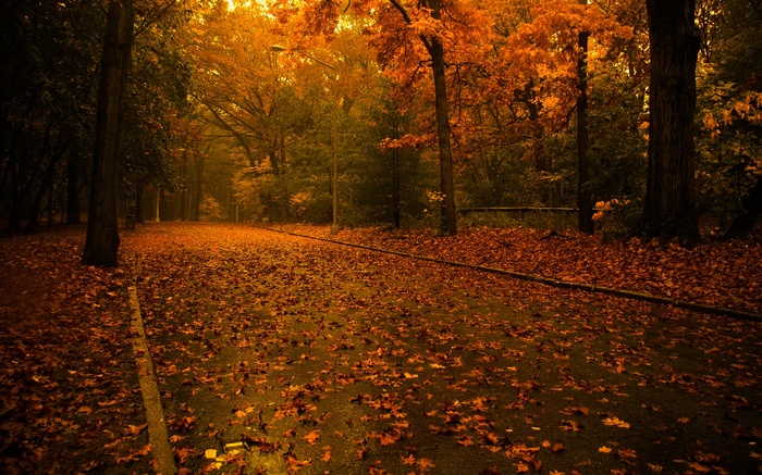 Autumn leaves cover a park road