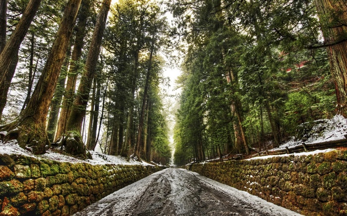 Snowy road lined with stone walls and tall trees