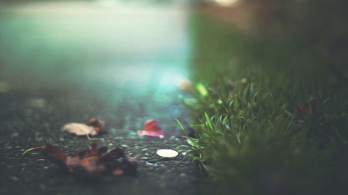 Fallen leaves on a wet path next to grass