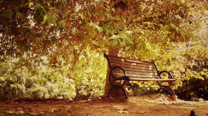 A wooden bench under a tree with fall leaves