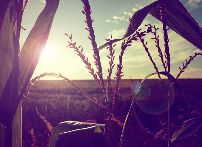 Cornfield at sunset with sun flare