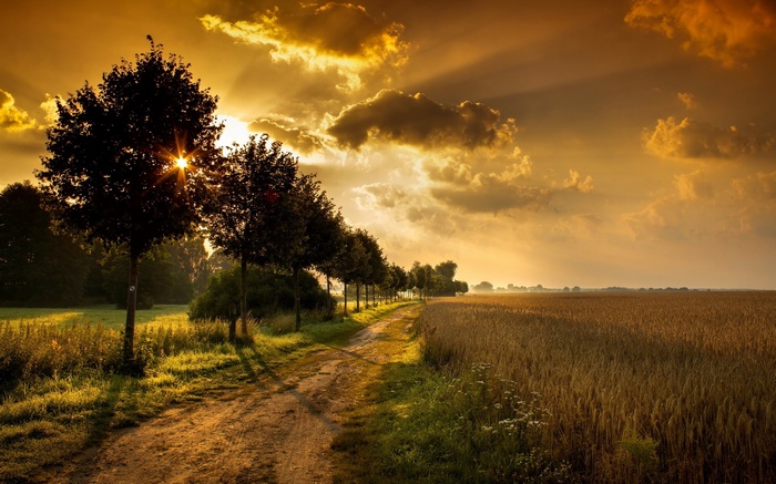 Sunset over a wheat field with a dirt path and trees