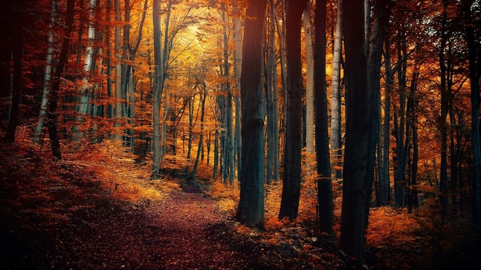 Autumn forest path with colorful trees
