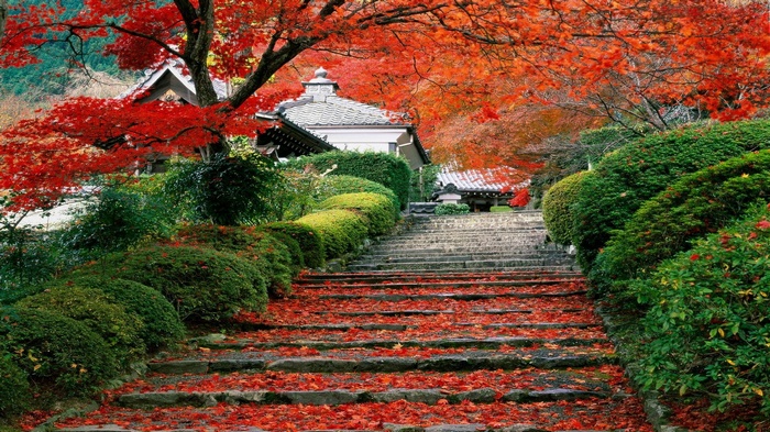 Japan, fall, garden, landscape, leaves, stairs, cherry trees