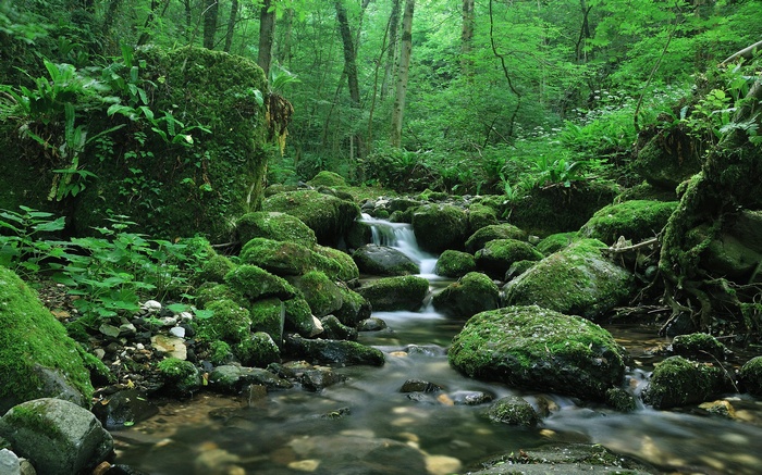 Mossy rocks and stream in a green forest