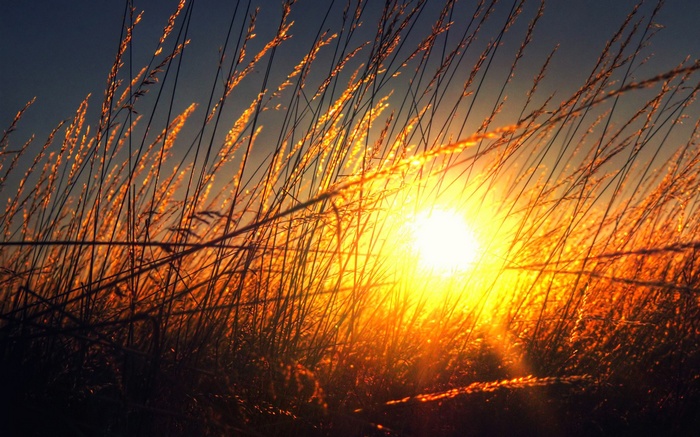 Sunlight shining through tall grass during golden hour