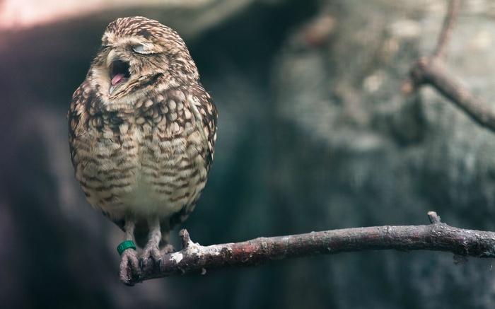 A burrowing owl yawns while perched on a branch