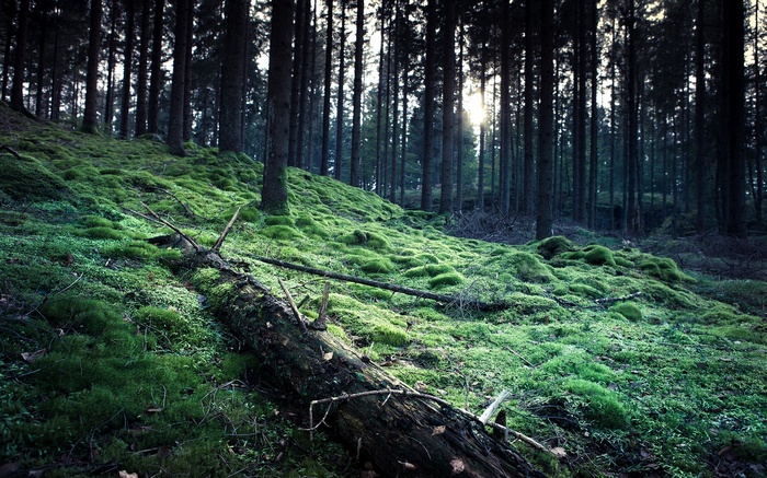 Mossy forest floor with tall trees and sunlight