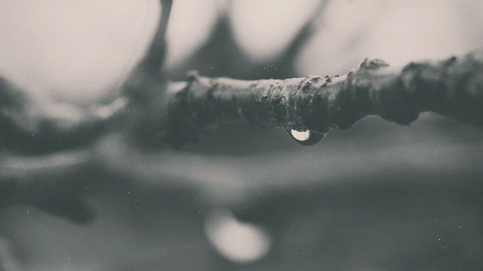 Monochrome macro shot of a water drop on a branch