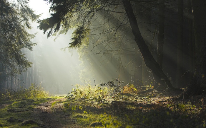 Sunbeams in a misty forest path