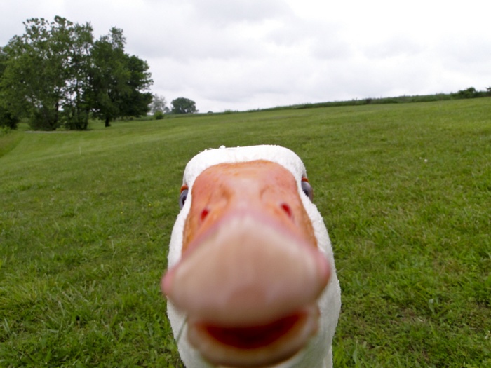 Goose takes a close-up selfie in a grassy field