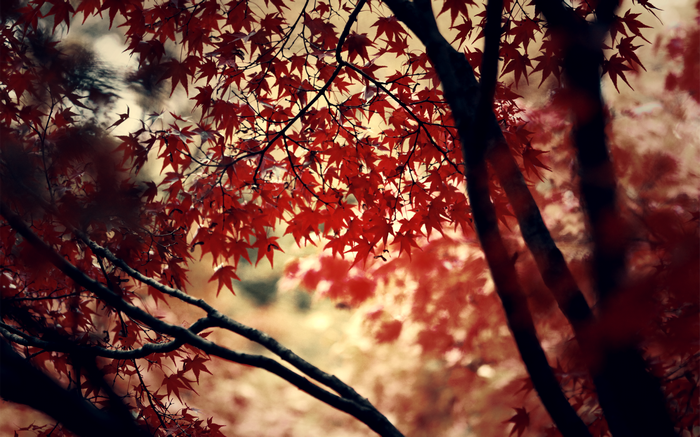 Red maple leaves on branches in fall