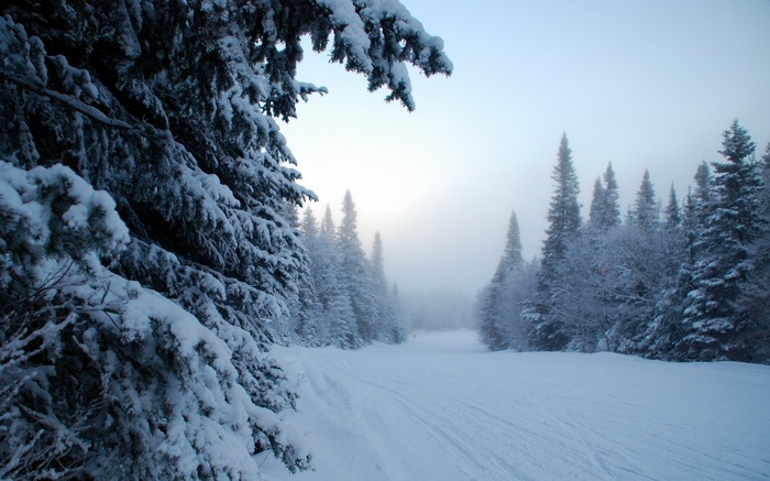 Snowy forest path with pine trees in winter