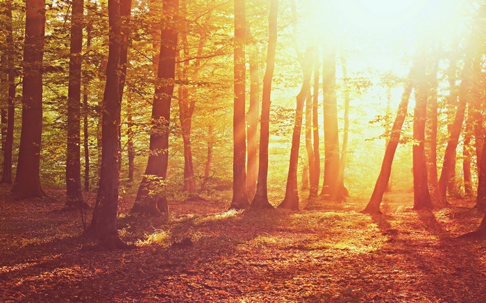 Sunlight filtering through trees in a forest